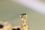 [Eternal Jewelry]CLOVER EARRINGS GOLD ONYX MOP 3 MOTIF - Image 5